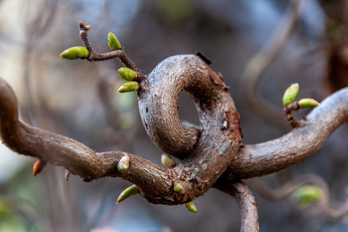 nudo de árbol